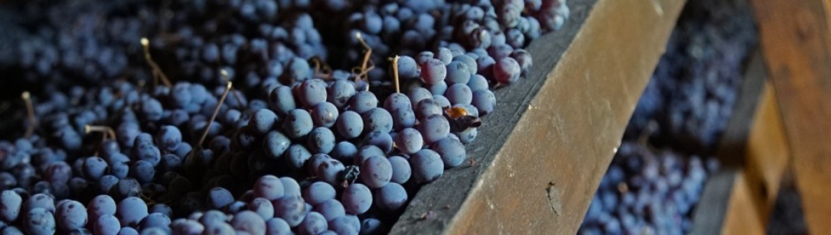 L'Amarone... Storia, origine e uvaggio del vino della Valpolicella