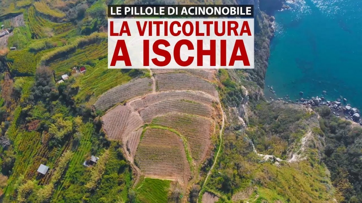La viticoltura eroica a Ischia